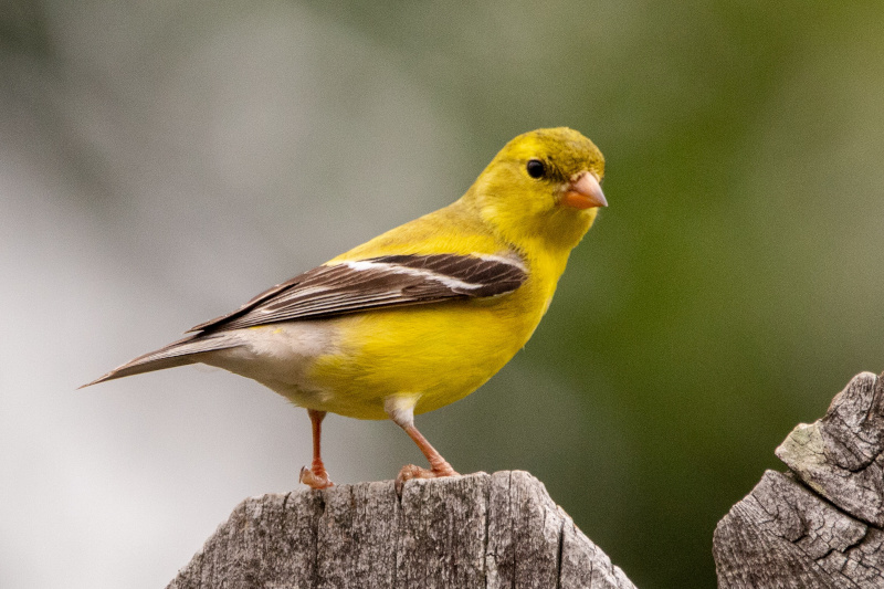 Opinia ornitologiczna – dlaczego powinien wykonać ją doświadczony ornitolog?